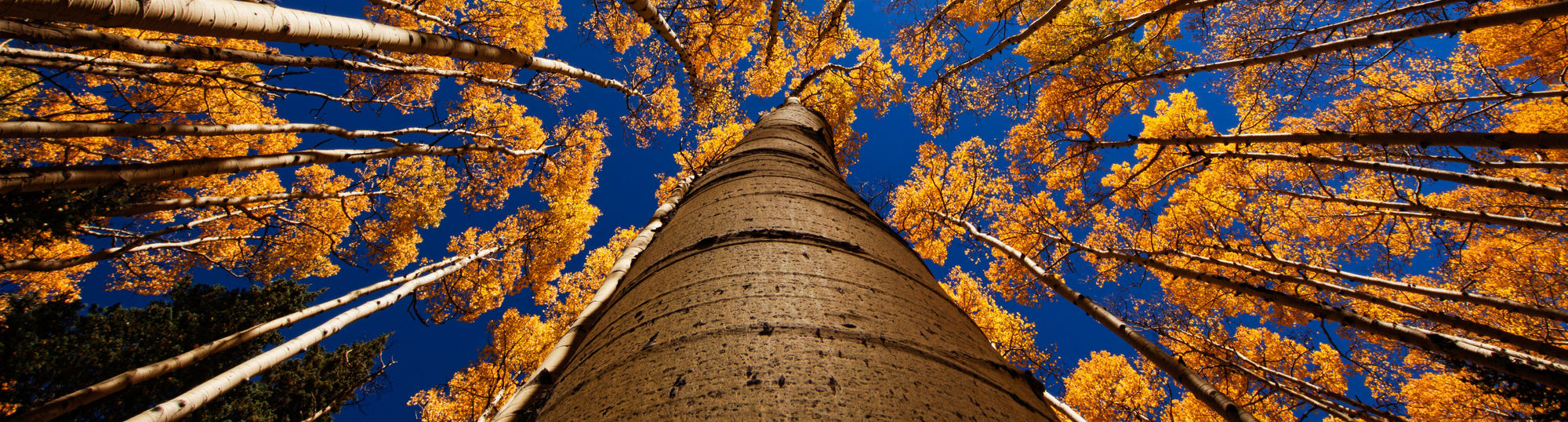 An image of a tall tree to represent the long term growth businesses gain through consumer loyalty